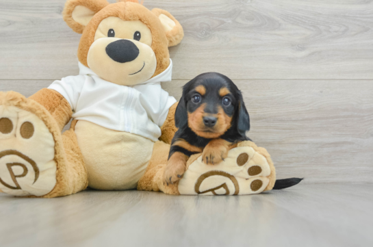 Cute Dachshund Purebred Pup