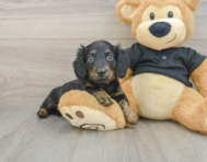 6 week old Dachshund Puppy For Sale - Puppy Love PR