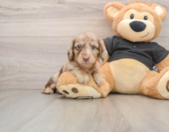 5 week old Dachshund Puppy For Sale - Puppy Love PR