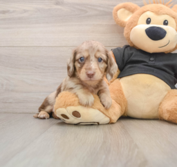 5 week old Dachshund Puppy For Sale - Puppy Love PR