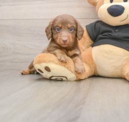 5 week old Dachshund Puppy For Sale - Puppy Love PR