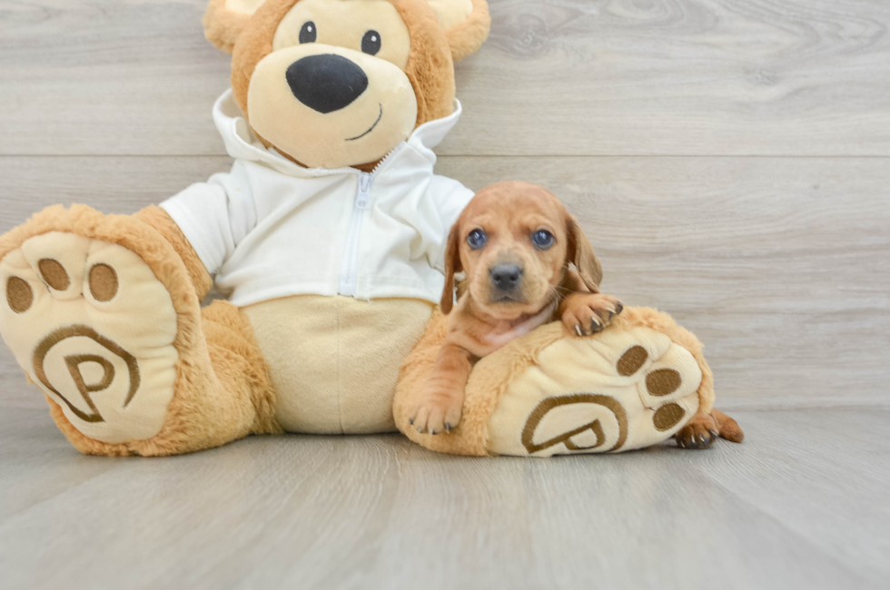 6 week old Dachshund Puppy For Sale - Puppy Love PR