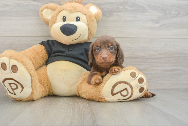 Best Dachshund Baby