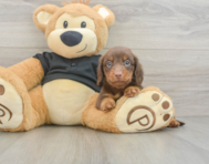 6 week old Dachshund Puppy For Sale - Puppy Love PR
