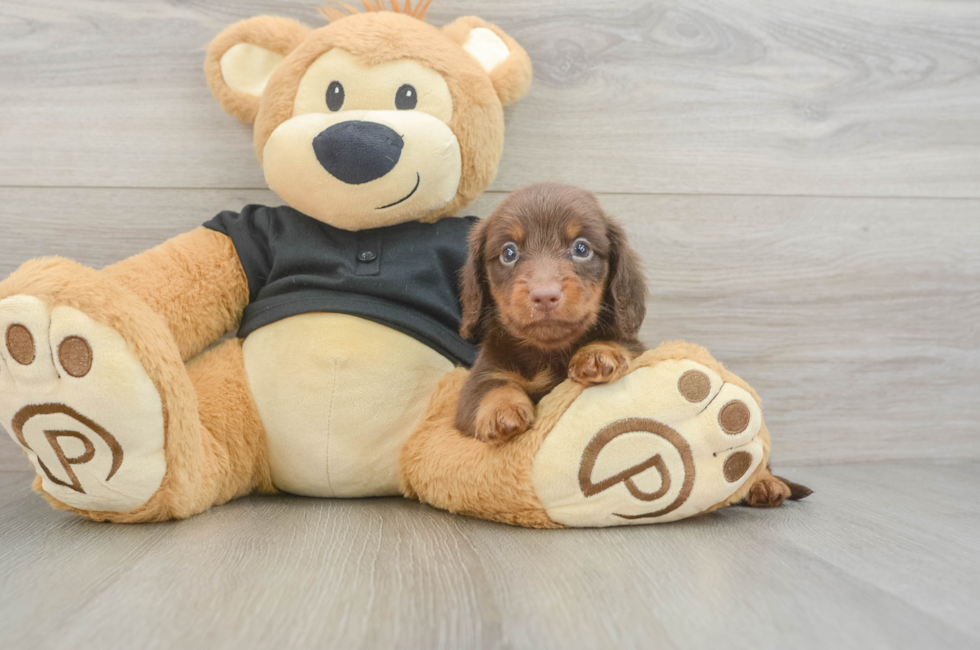 5 week old Dachshund Puppy For Sale - Puppy Love PR