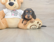 5 week old Dachshund Puppy For Sale - Puppy Love PR