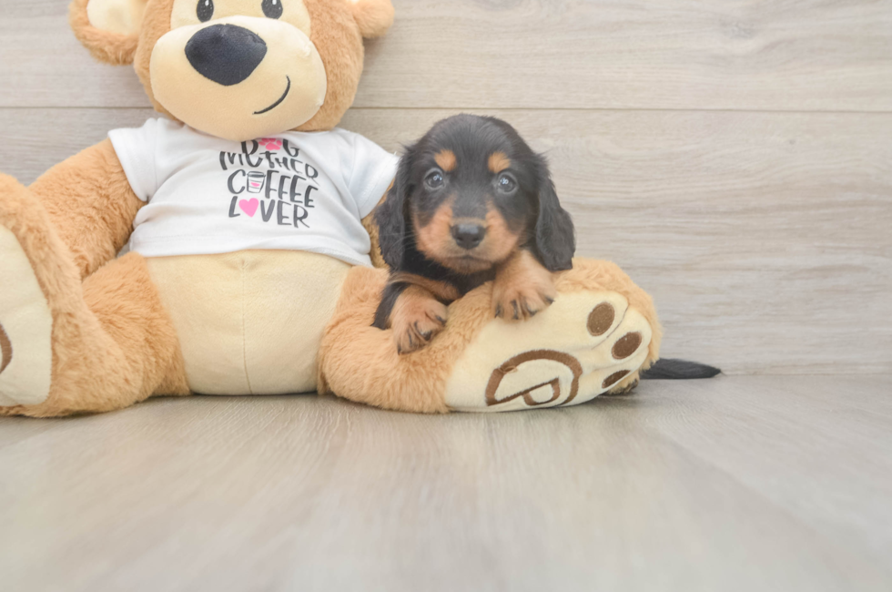 5 week old Dachshund Puppy For Sale - Puppy Love PR