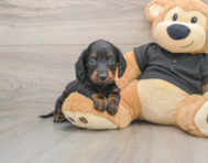6 week old Dachshund Puppy For Sale - Puppy Love PR