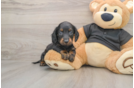 Cute Doxie Purebred Puppy
