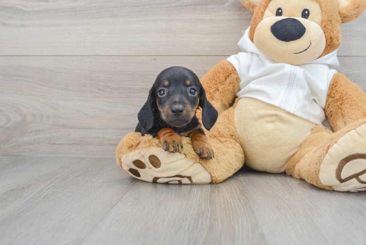 Cute Dachshund Purebred Puppy