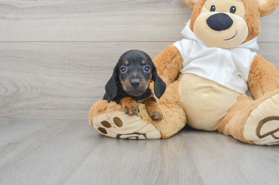 7 week old Dachshund Puppy For Sale - Puppy Love PR