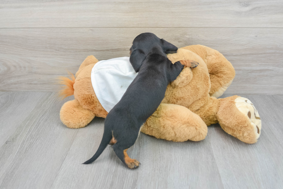 Cute Dachshund Baby