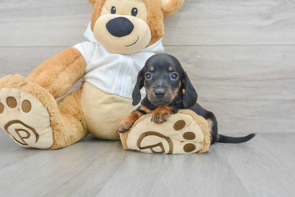 Cute Dachshund Purebred Pup