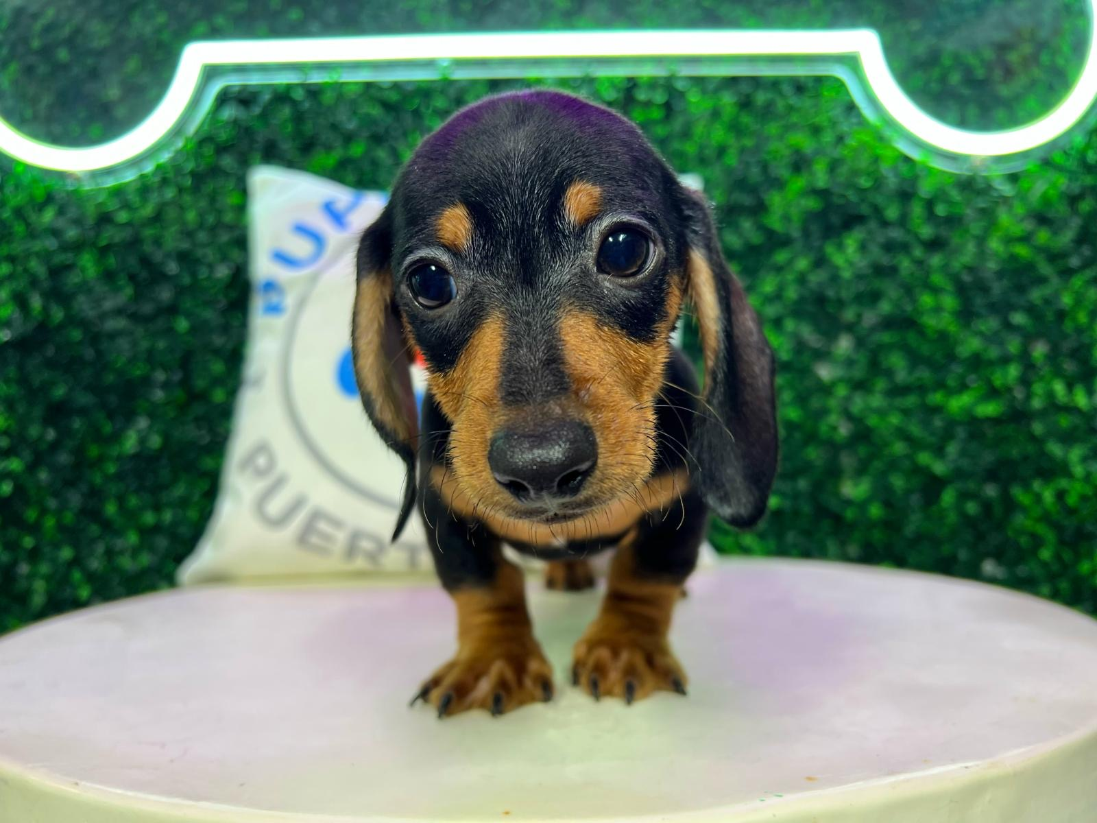 Cute Dachshund Purebred Puppy