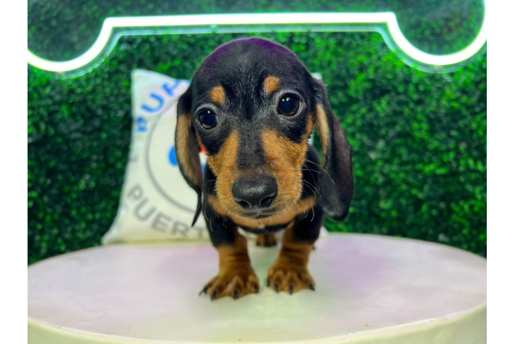 Meet Sonic - our Dachshund Puppy Photo 1/4 - Puppy Love PR Cute Dachshund Purebred Puppy