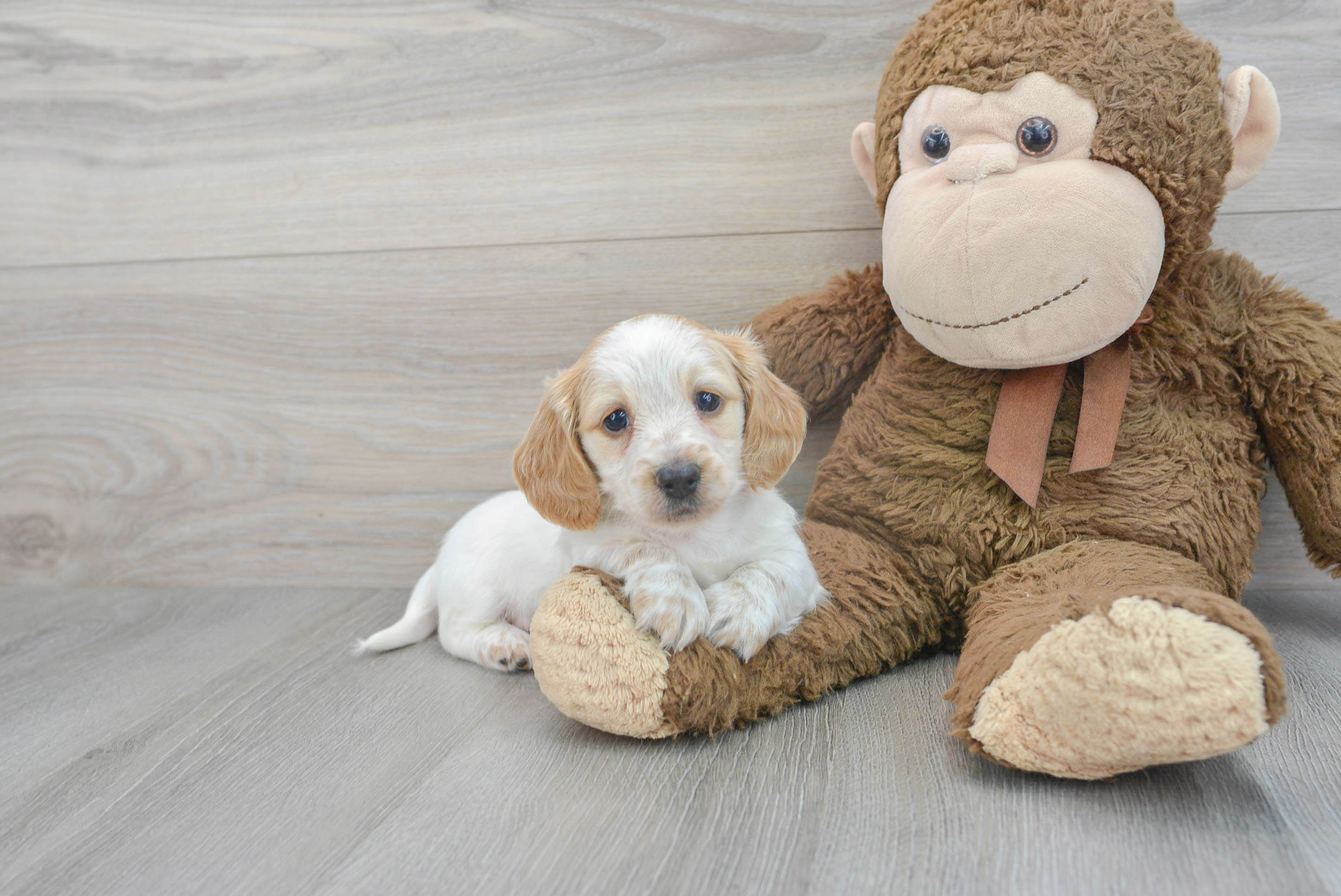 Cute Dachshund Baby