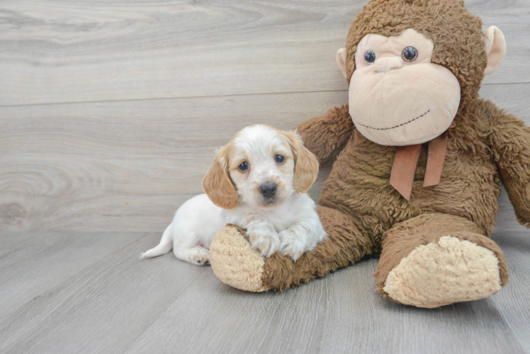 Cute Dachshund Baby