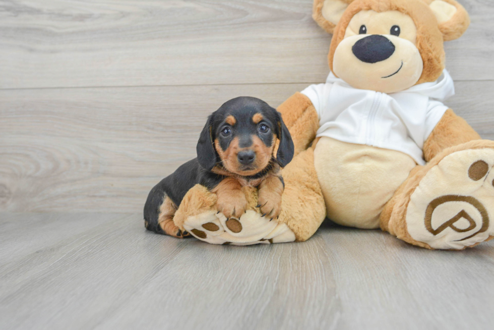 Cute Dachshund Purebred Puppy
