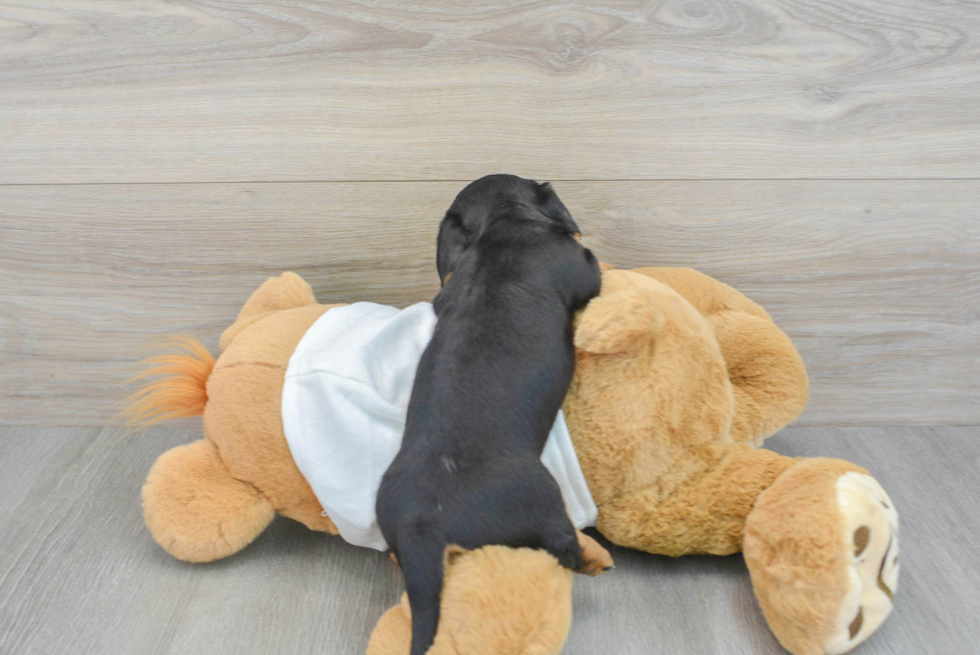 Cute Dachshund Purebred Puppy