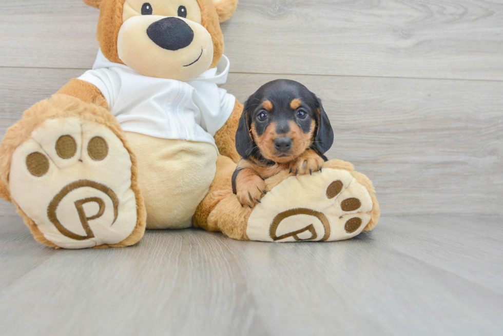 Dachshund Puppy for Adoption