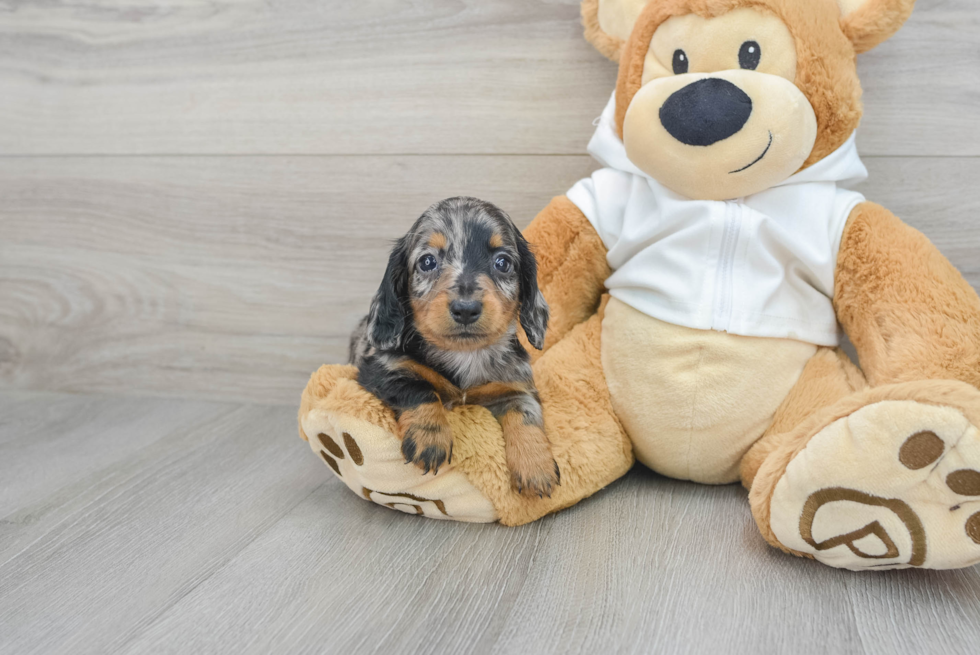 Cute Dachshund Purebred Puppy