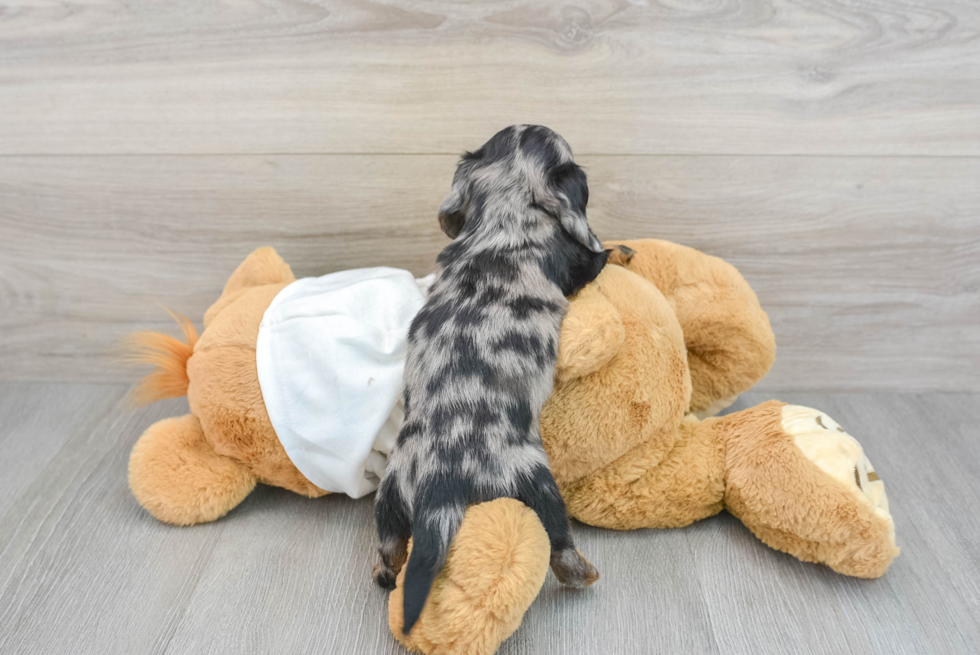 Cute Dachshund Baby