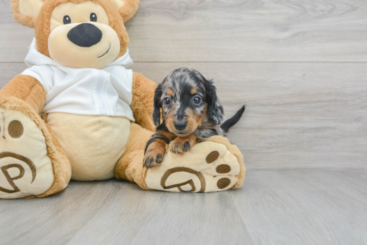 Cute Dachshund Purebred Pup