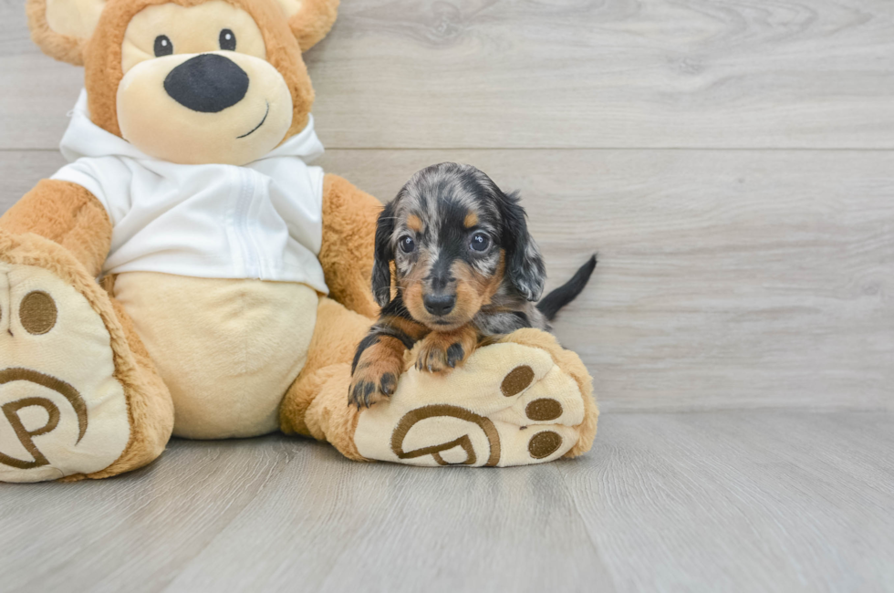 7 week old Dachshund Puppy For Sale - Puppy Love PR
