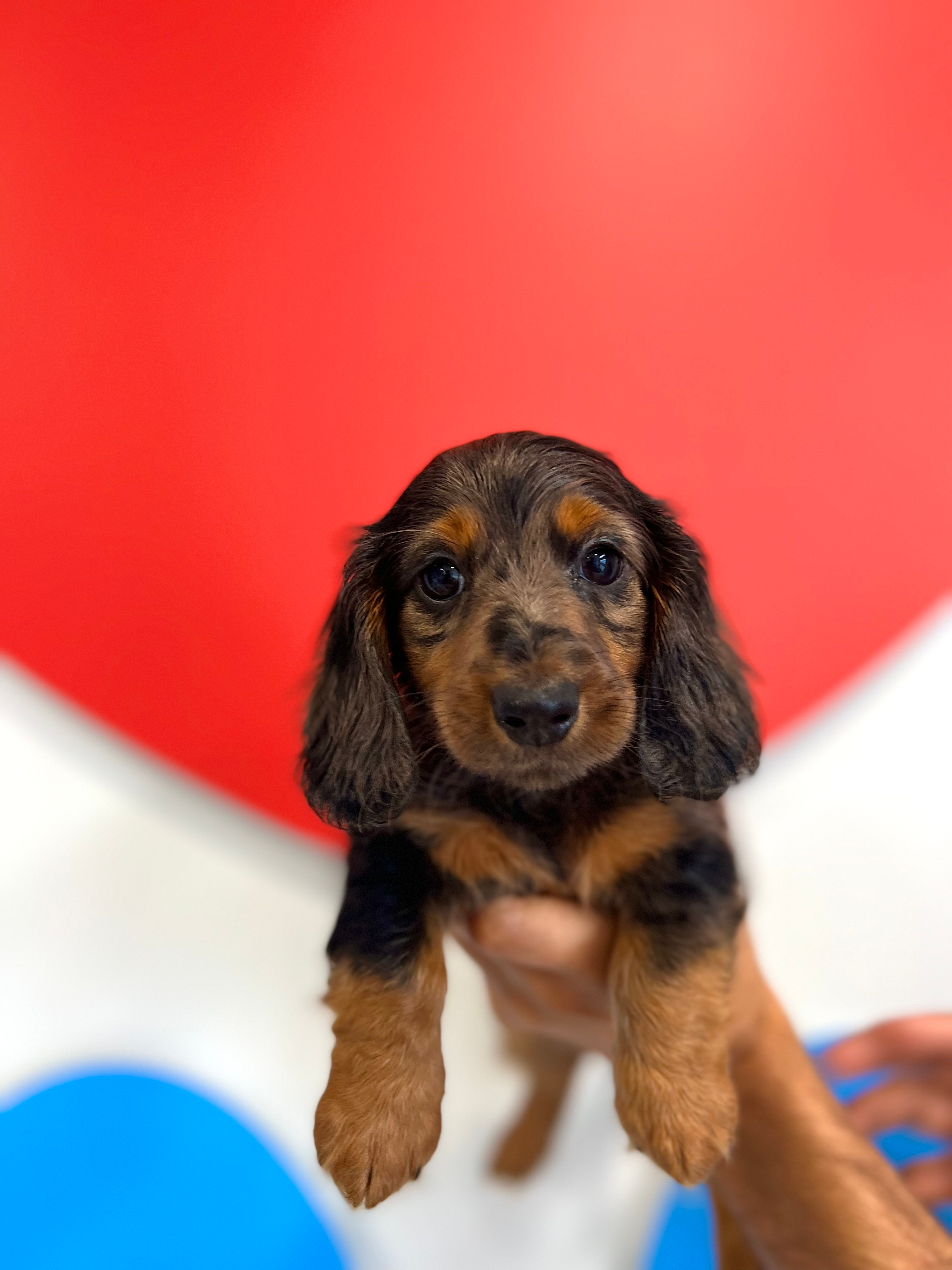 Cute Dachshund Purebred Puppy