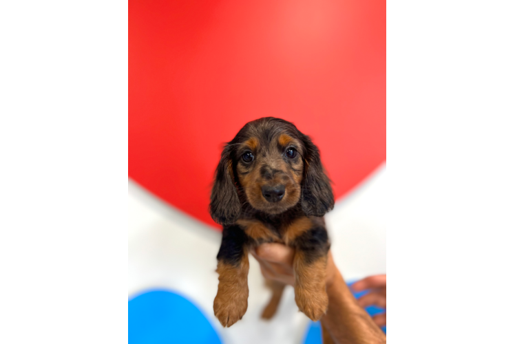 Cute Dachshund Purebred Puppy