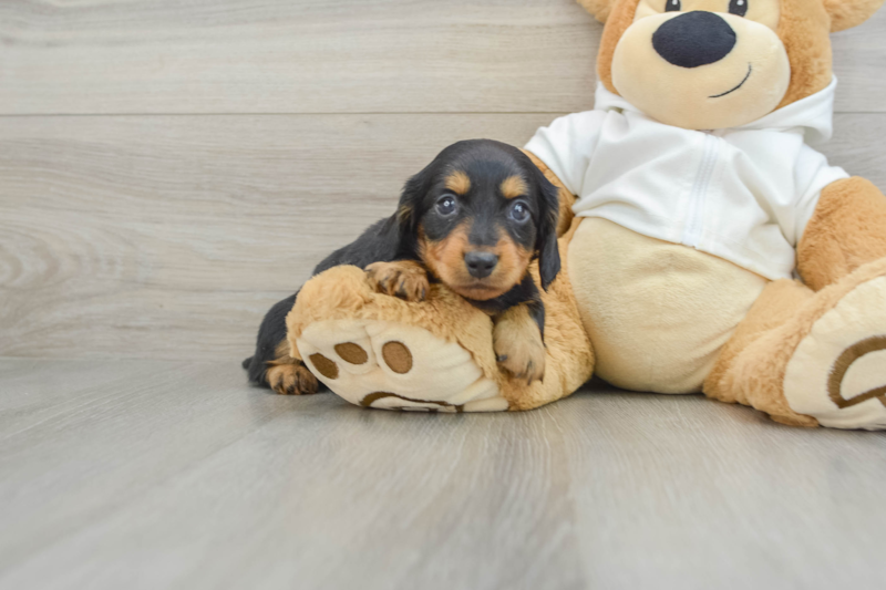 Meet Stretch - our Dachshund Puppy Photo 1/3 - Puppy Love PR