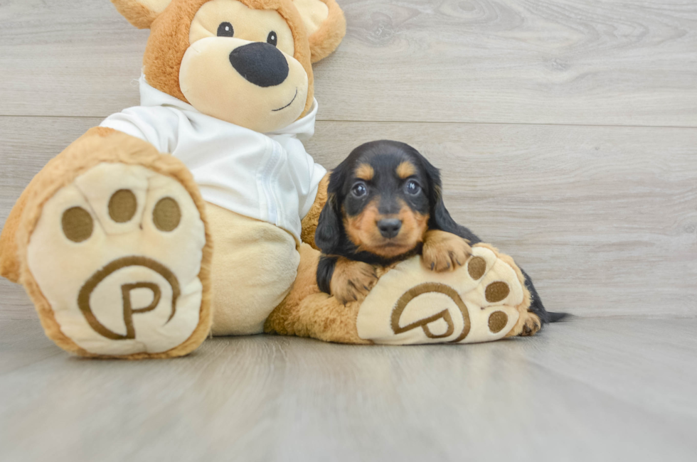 5 week old Dachshund Puppy For Sale - Puppy Love PR