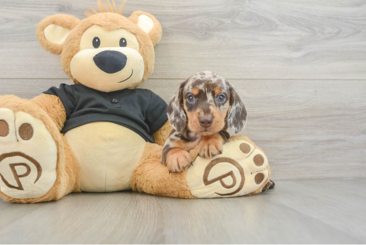 Cute Dachshund Purebred Pup