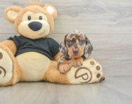 6 week old Dachshund Puppy For Sale - Puppy Love PR