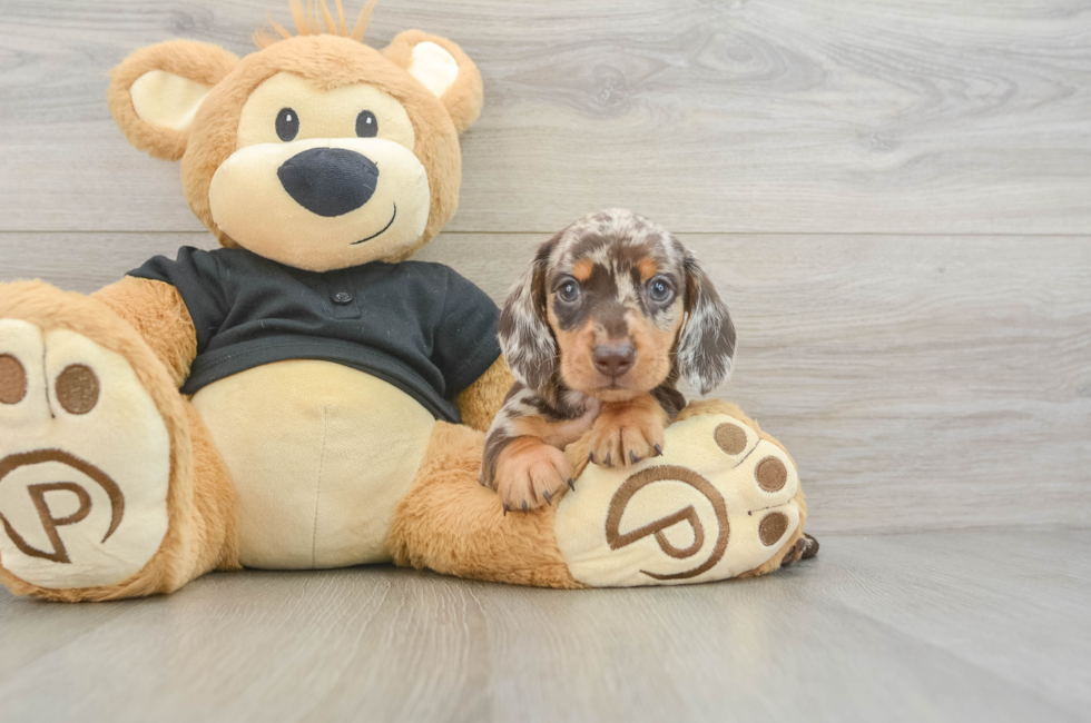 5 week old Dachshund Puppy For Sale - Puppy Love PR
