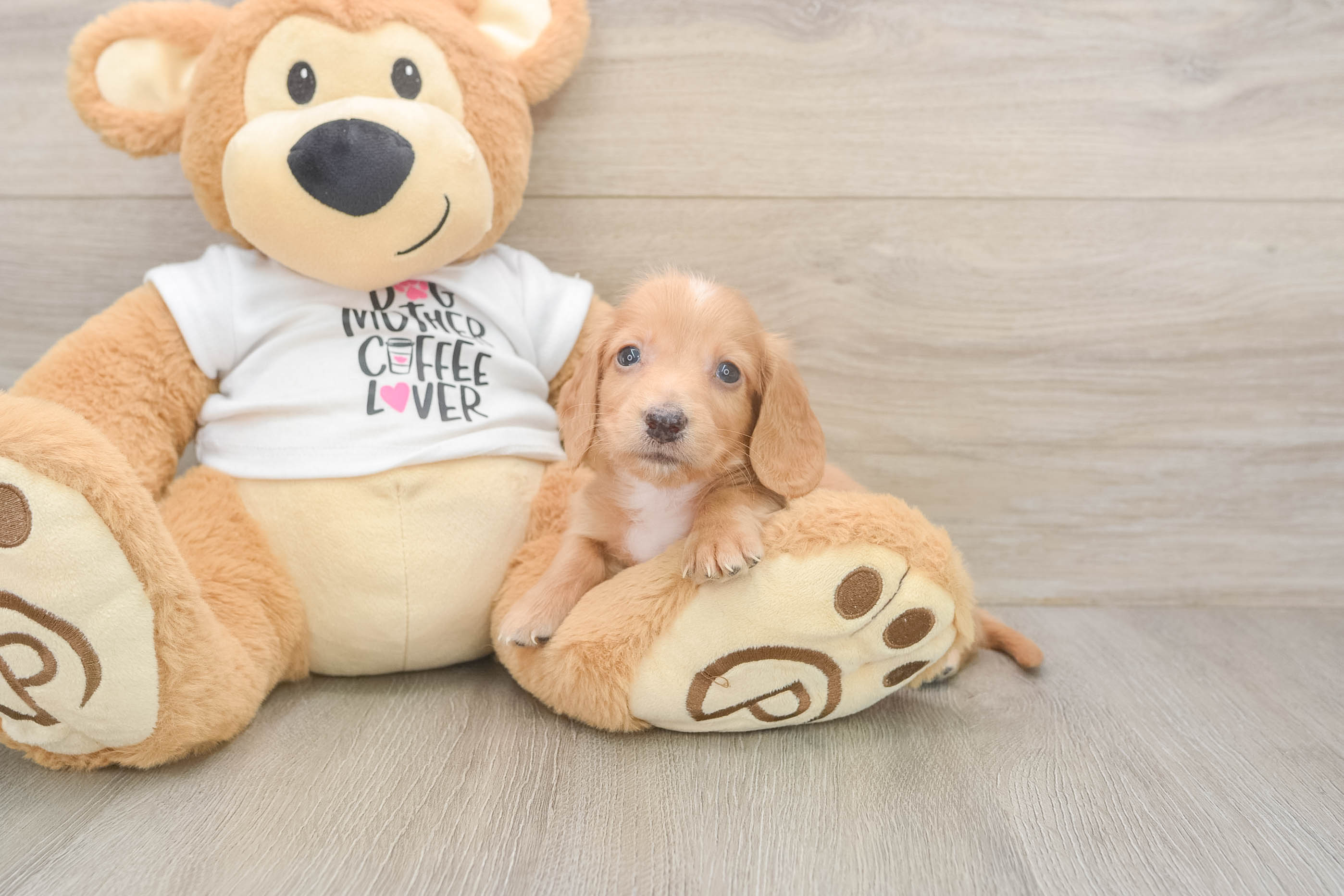 Dachshund Puppy for Adoption
