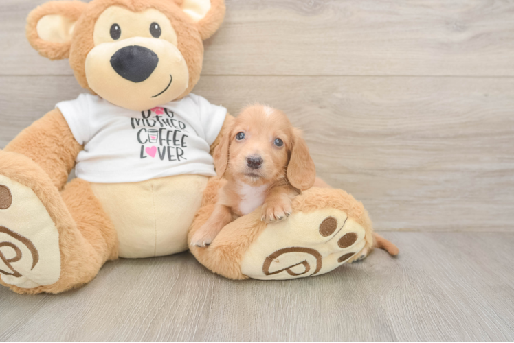 Dachshund Puppy for Adoption