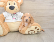 5 week old Dachshund Puppy For Sale - Puppy Love PR