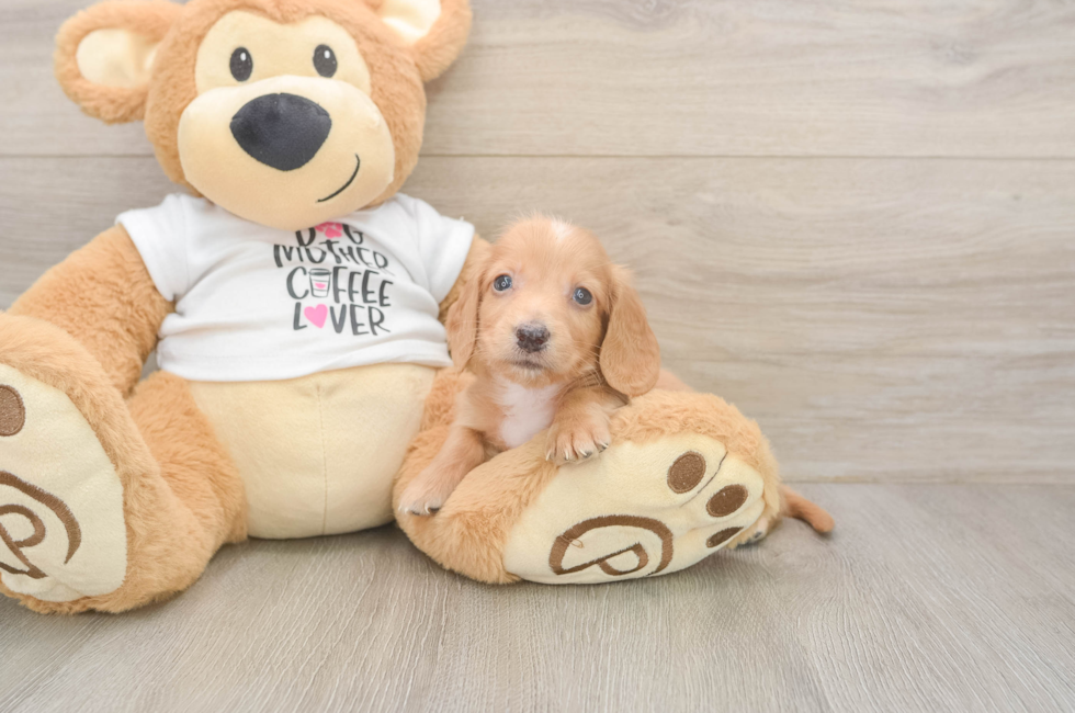 5 week old Dachshund Puppy For Sale - Puppy Love PR
