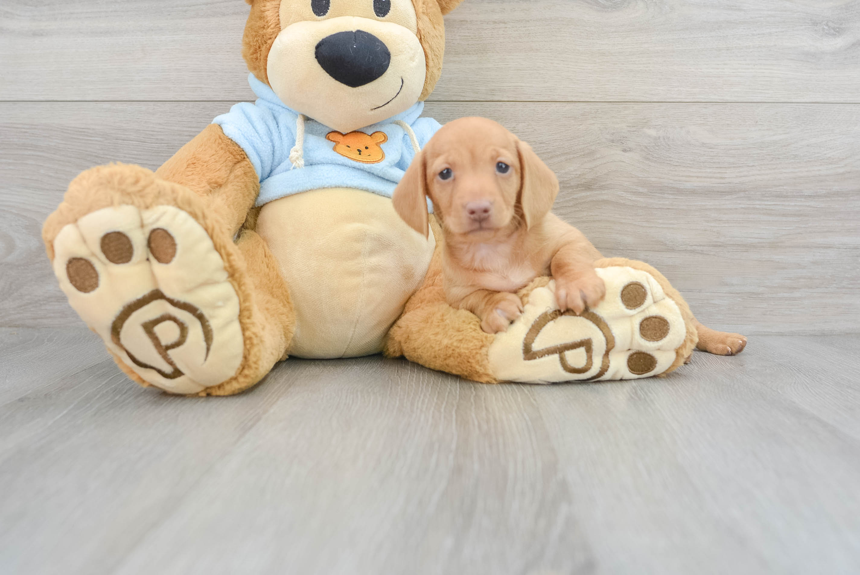 Best Dachshund Baby