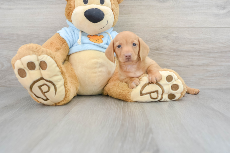Meet String Bean - our Dachshund Puppy Photo 1/3 - Puppy Love PR Best Dachshund Baby
