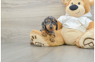 Best Dachshund Baby