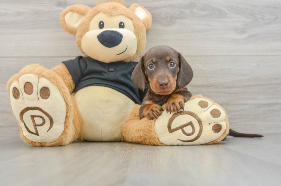 7 week old Dachshund Puppy For Sale - Puppy Love PR