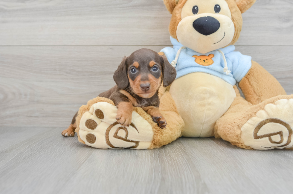 6 week old Dachshund Puppy For Sale - Puppy Love PR