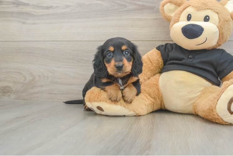 Cute Doxie Purebred Puppy