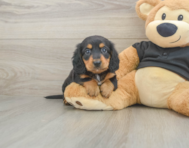 6 week old Dachshund Puppy For Sale - Puppy Love PR