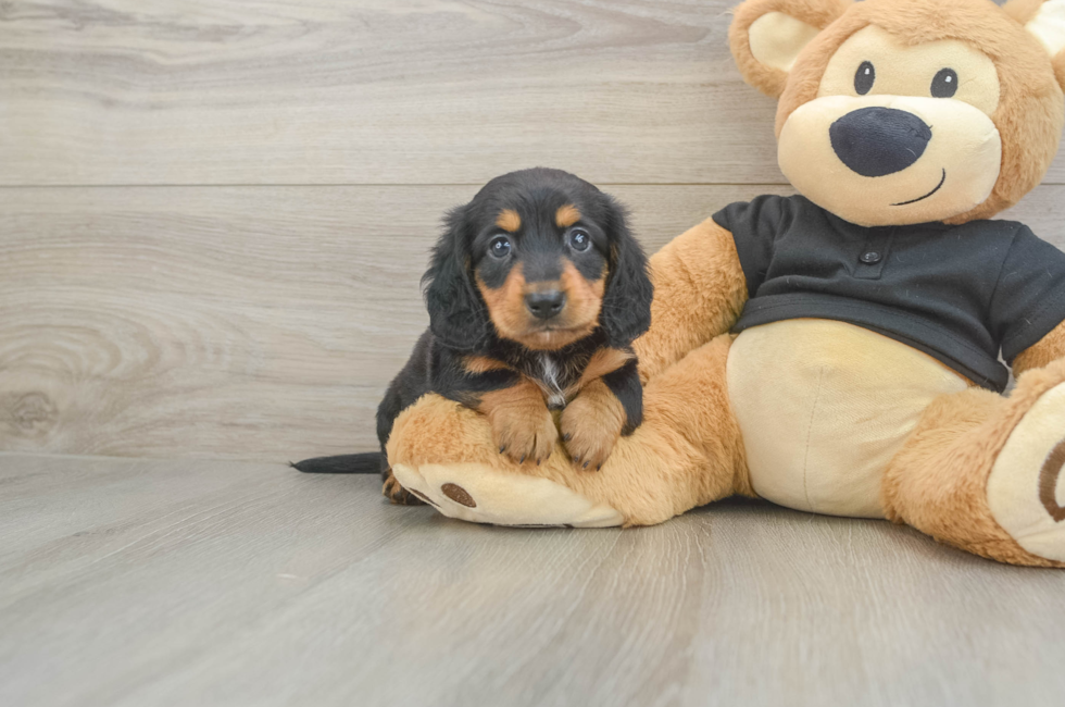 5 week old Dachshund Puppy For Sale - Puppy Love PR