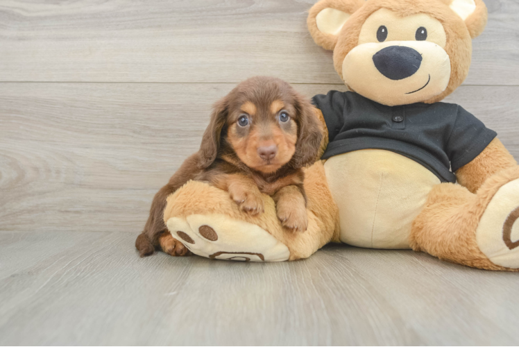 Cute Dachshund Baby
