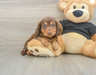 6 week old Dachshund Puppy For Sale - Puppy Love PR