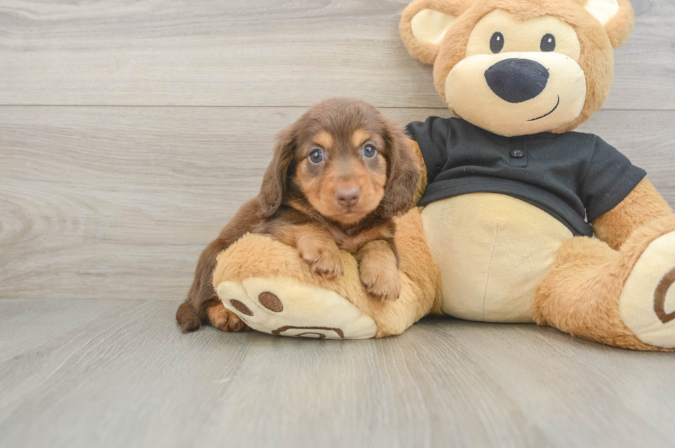 5 week old Dachshund Puppy For Sale - Puppy Love PR